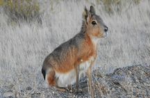 SIB Cruise Shore Excursion Peninsula Valdes - Pto Madryn - Patagonia Argentina