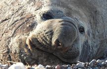 SIB Cruise Shore Excursion Peninsula Valdes - Pto Madryn - Patagonia Argentina