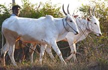 Tour of the Villages of Varanasi (Guided Sightseeing Tour by Car)