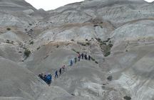 La Lioness Petrified Forest