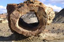 La Lioness Petrified Forest