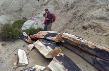 La Lioness Petrified Forest