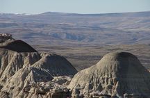 La Lioness Petrified Forest