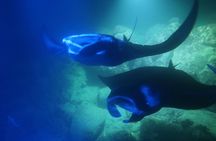 Kona Manta Rays Guaranteed Night Snorkel in Keauhou Harbor