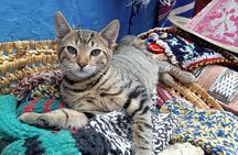 Small Group Day Trip Fez to Chefchaouen 