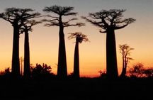 Tsingy of Bemaraha and Morondava in detail