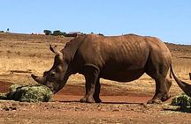 Rhino & Lion Nature Reserve 