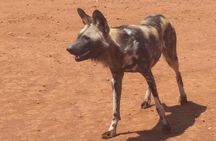 Full-Day Pilanesberg National Park Safari from Johannesburg