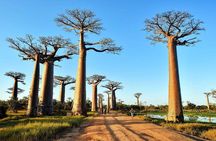 Tsingy of Bemaraha and Morondava in detail