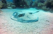 Try Scuba Diving with Professional Scuba Instructor