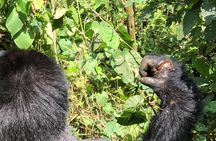 4 Day Uganda Gorilla Trekking Safari with Lake Bunyonyi