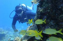 Catalina Island Diving Tour
