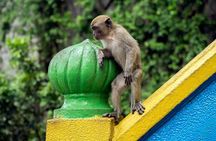 Batu Caves and Watching Fireflies in Kuala Selangor