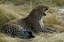 3days/2nights group joining Masai Mara with Masai Village Visit