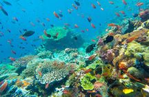 Full-Day Trip to Koh Tao and Koh Nang Yuan from Koh Samui by Speedboat