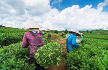 Private Hangzhou Day Tour to West Lake, Lingyin Temple, Tea Village, Old Pagoda