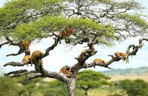 Tanzania Wildlife Encounters - 6 Days