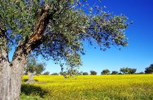 Private 2Days Tour to Sparta-Mystras-Olympia