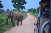 Majestic beast safari, Sri Lanka’s oldest Elephant Park-Udawalawe National Park