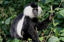 3 Days Nyungwe Natural forest tour in Rwanda