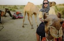 Lazy camel safari