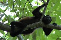 Manuel Antonio National Park Hiking Tour