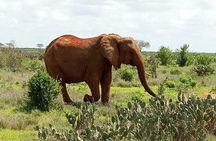 1 Day Tsavo East Safari from Kenya Coast (Cost Based on Minimum 2 persons)