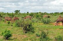 1 Day Tsavo East Safari from Kenya Coast (Cost Based on Minimum 2 persons)