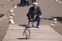 Full Day Punta Tombo - Walking Among Penguins Experience - Madryn