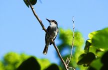 Bird Feeding Sanctuary, Montego Bay Highlights and Columbus Park Day Adventure