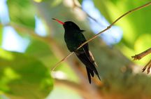 Bird Feeding Sanctuary, Montego Bay Highlights and Columbus Park Day Adventure
