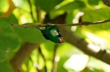 Bird Feeding Sanctuary, Montego Bay Highlights and Columbus Park Day Adventure