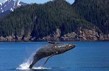 Icy Strait Shore Excursion: Whale Watching Adventure Tour