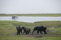 Chobe half day trip 