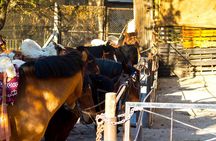 Sunset Horseback Riding
