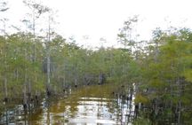 4-Hour Swamp Buggy Adventure Tour in Florida