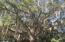 4-Hour Swamp Buggy Adventure Tour in Florida