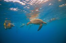 Turtle Canyons Snorkel Excursion from Waikiki, Hawaii