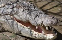 Whitsunday Crocodile Safari from Airlie Beach including Lunch