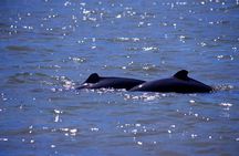 Shared Mangrove & Irrawaddy Dolphin Watching Cruise