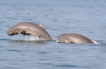 Shared Mangrove & Irrawaddy Dolphin Watching Cruise