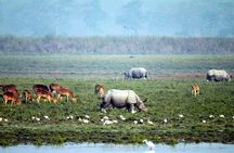 Guwahai, Kaziranga & Majuli Island Tour