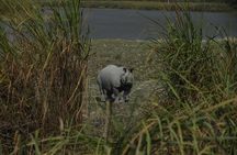 Kaziranga National Park & Guwahati