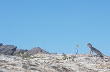 Gobustan Tour and Mad Volcanoes - tour to stone age