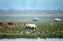 Kaziranga National Park & Guwahati