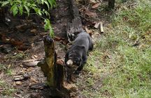 Semenggok Wildlife Centre