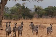 Day trip Safari to Mikumi National Park from Morogoro