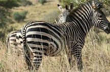 Day trip Safari to Mikumi National Park from Morogoro