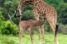 Day trip Safari to Mikumi National Park from Morogoro