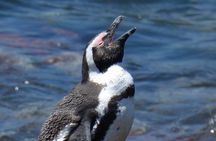 Cape Agulhas | Stony Point Nature Reserve